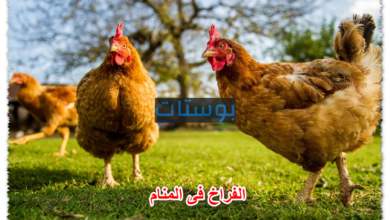 الفراخ فى المنام